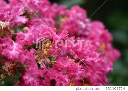 Shines in the blue sky in midsummer Shines in the blue sky in midsummer 131102724