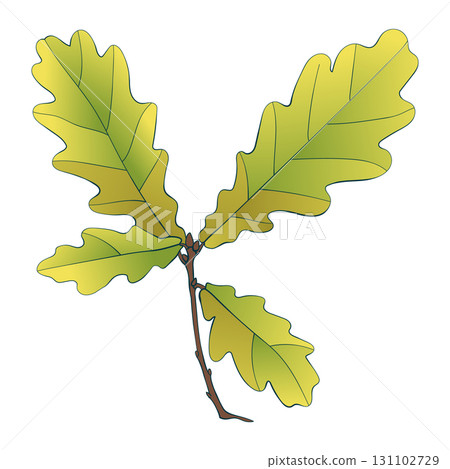Hand-drawn green-yellow colored autumn oak leaves branch isolated on white background. Flat and line style vector illustration. Hand-drawn green-yellow colored autumn oak leaves branch isolated on white background. Flat and line style vector illustration. 131102729