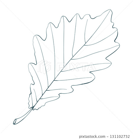 Hand-drawn sketch of withered oak leaf isolated on white background. Line style vector illustration. Hand-drawn sketch of withered oak leaf isolated on white background. Line style vector illustration. 131102732