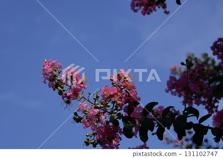 盛夏閃耀在蔚藍的天空 131102747