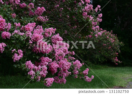 盛夏閃耀在蔚藍的天空 盛夏閃耀在蔚藍的天空 131102750