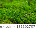 Moss forest 131102757