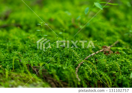 苔蘚森林 131102757
