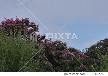 Shines in the blue sky in midsummer Shines in the blue sky in midsummer 131102769