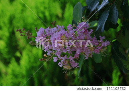 盛夏閃耀在蔚藍的天空 131102782