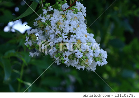 盛夏閃耀在蔚藍的天空 131102783