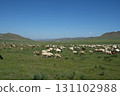Mongolia: Vast grasslands, blue skies and sheep 131102988