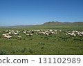 Mongolia: Vast grasslands, blue skies and sheep 131102989