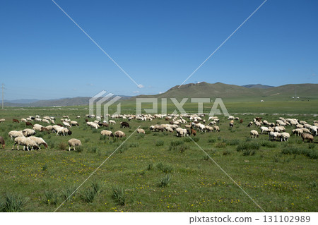 蒙古：遼闊的草原、蔚藍的天空與綿羊 131102989