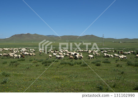 Mongolia: Vast grasslands, blue skies and sheep Mongolia: Vast grasslands, blue skies and sheep 131102990