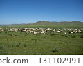 Mongolia: Vast grasslands, blue skies and sheep 131102991