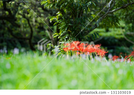 Clusters of blooming red spider lilies surrounded by greenery Clusters of blooming red spider lilies surrounded by greenery 131103019