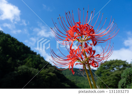A cluster amaryllis that shines in the blue sky 131103273