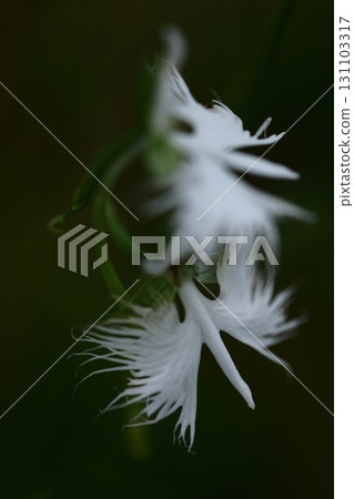 白鷺在天上飛 131103317