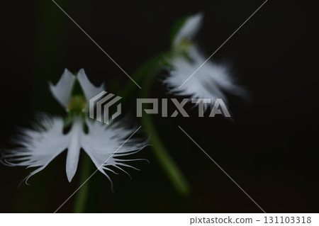 白鷺在天上飛 131103318