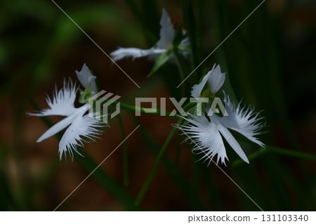 Egret flying in the sky 131103340