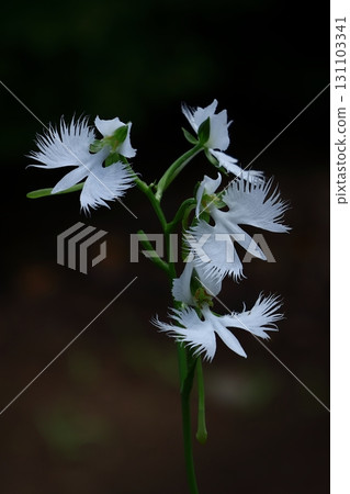 白鷺在天上飛 131103341