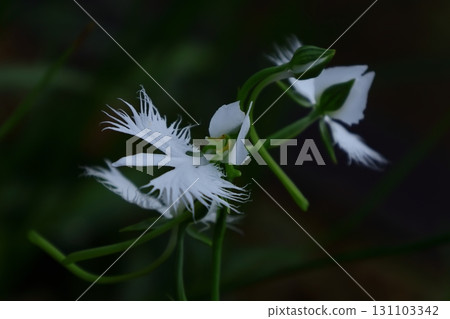 Egret flying in the sky 131103342