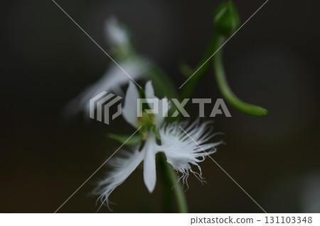Egret flying in the sky 131103348