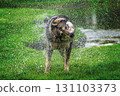 Dog having fun shaking off streams and droplets of water 131103373