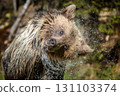 A brown bear splashes in water amidst lush greenery during a sunny day in a tranquil forest 131103374