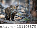 Wild boar wandering through a dense forest during early morning light in a serene natural habitat 131103375