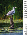Alone gull sits on a dry tree trunk in the middle of a pond 131103376