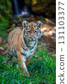 Tiger cub in the wild. Baby animal in green grass on waterfall background 131103377