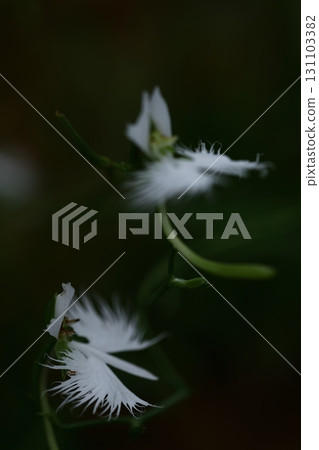 Egret flying in the sky 131103382