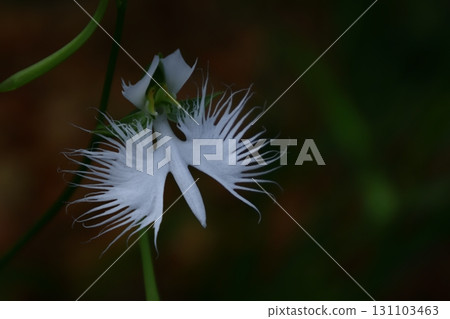 Egret flying in the sky 131103463