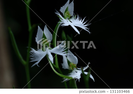 Egret flying in the sky Egret flying in the sky 131103466