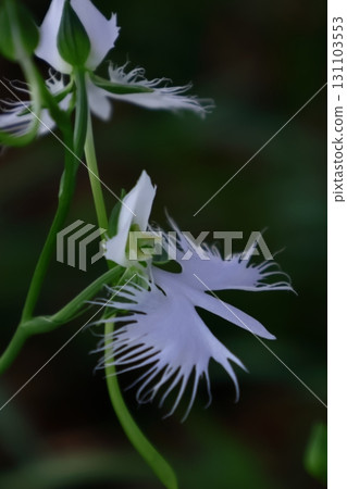 Egret flying in the sky 131103553