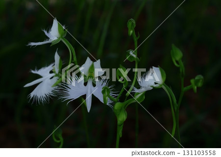 Egret flying in the sky 131103558