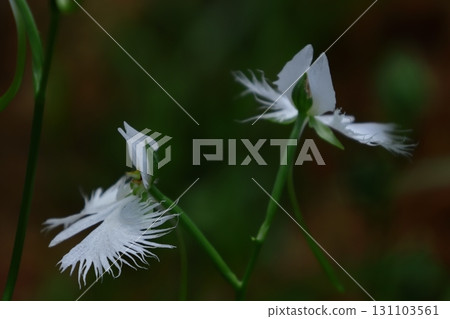 Egret flying in the sky 131103561