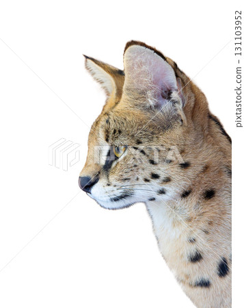 portrait serval isolated on a white background portrait serval isolated on a white background 131103952
