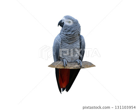 grey parrot isolated on white background grey parrot isolated on white background 131103954