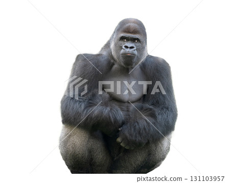western lowland gorilla isolated on white background western lowland gorilla isolated on white background 131103957