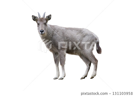 chinese goral isolated on white background 131103958