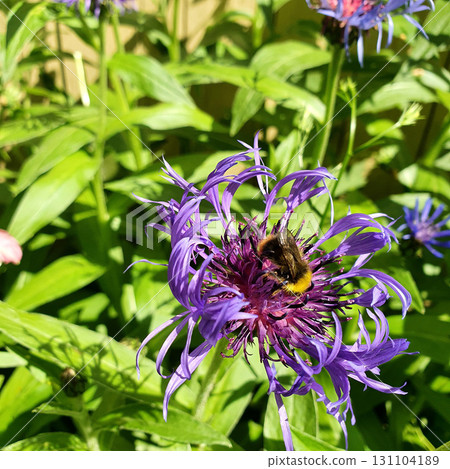 Bumblebee feeding on Centaurea montana flower with violet-blue petals and purple center, surrounded by green leaves and other blossoms in bright summer sunlight. 131104189