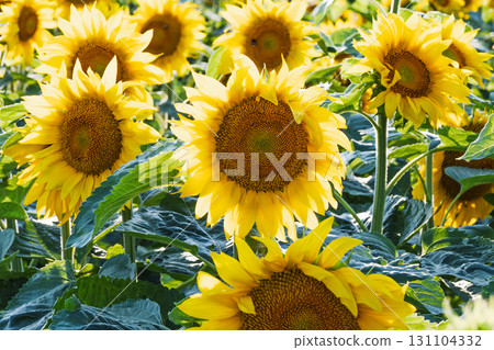 Sunflower field in full bloom with bright yellow petals 131104332