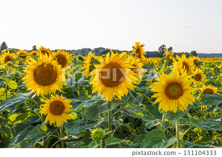 Sunflower Field under Clear Sky in Countryside, Bright Yellow Blooms in Daylight 131104333