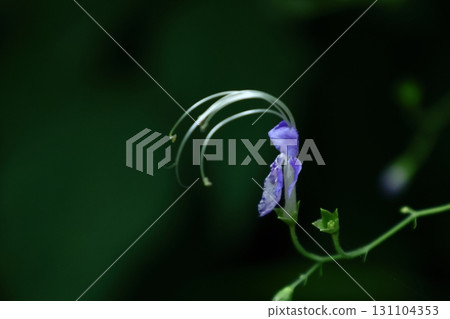 Reminiscent of a sailing ship 131104353