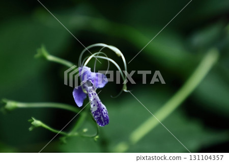 Reminiscent of a sailing ship 131104357