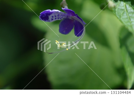 Reminiscent of a sailing ship 131104484