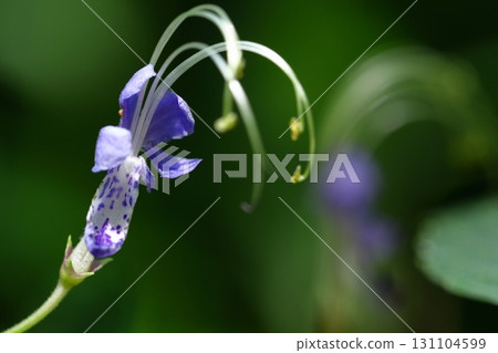 Reminiscent of a sailing ship 131104599