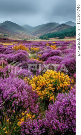 Lush heather and golden gorse blooms cover the landscape in the Scottish Highlands, creating a vibrant and scenic vista beneath a cloudy sky, showcasing its natural beauty 131104746