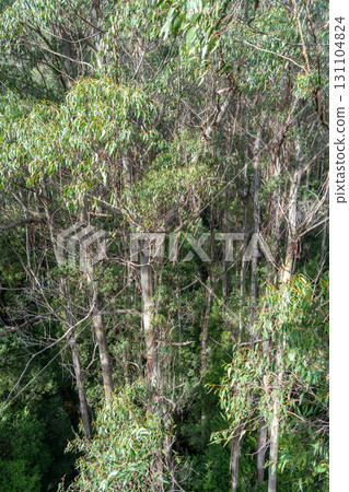 Eucalyptus forest view from a treetop walk in Great Otway National Park, Australia 131104824