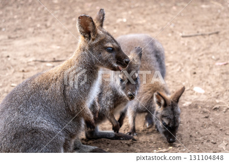 Group of wallabies standing together on Kangaroo Island, Australia Group of wallabies standing together on Kangaroo Island, Australia 131104848