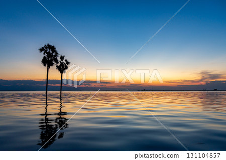 Borassus palms at sunset on Lake Tempe, Sulawesi, Indonesia 131104857
