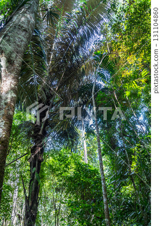 Lush tropical rainforest canopy in Tentena, Sulawesi, Indonesia Lush tropical rainforest canopy in Tentena, Sulawesi, Indonesia 131104860
